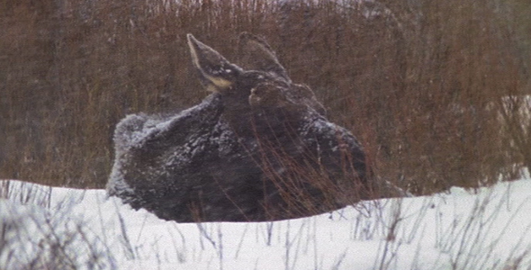 Moose in Blizzard 4 Moose in Blizzard 4