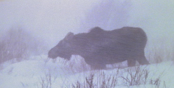 Moose Shakes in Blizzard Moose Shakes in Blizzard
