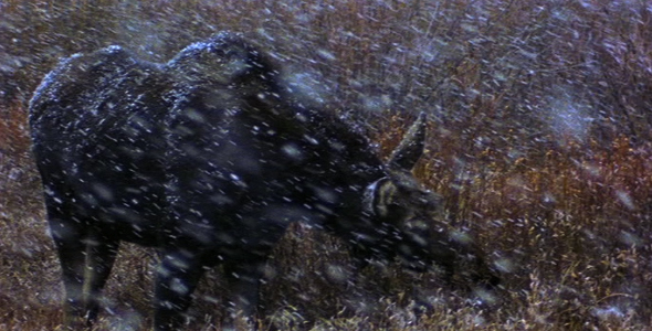 Cow in Snowfall Cow in Snowfall