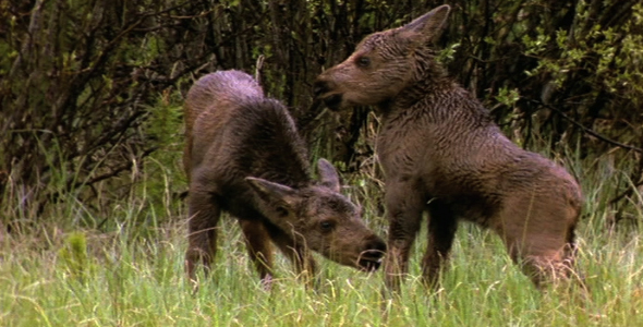 Twin Moose Calves Twin Moose Calves