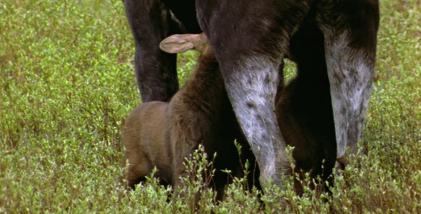 Twin Moose Calves Feeding Twin Moose Calves Feeding