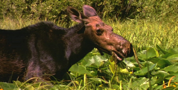 Moose in Swamp 3 Moose in Swamp 3