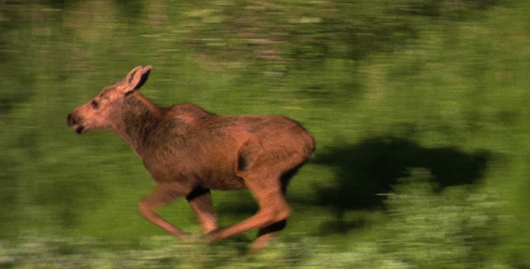 Moose Calf on the Run Moose Calf on the Run