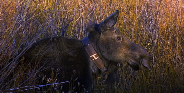 Moose With Radio Collar Moose With Radio Collar