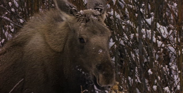 Moose Eats Thistle in Winter Moose Eats Thistle in Winter
