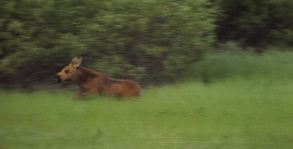 Baby Moose Tries to Play With Mom Baby Moose Tries to Play With Mom