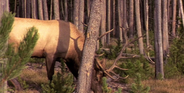 Bull Browsing in Pine Forest Bull Browsing in Pine Forest