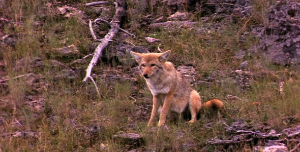 Injured Coyote Injured Coyote