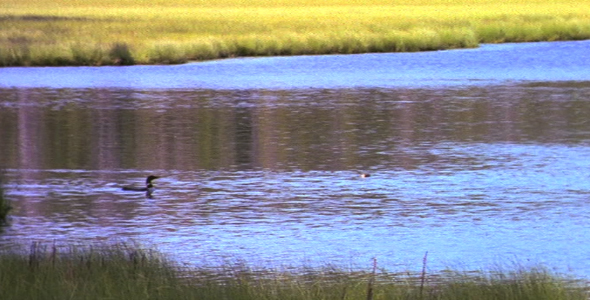 Beaver and Loon Beaver and Loon