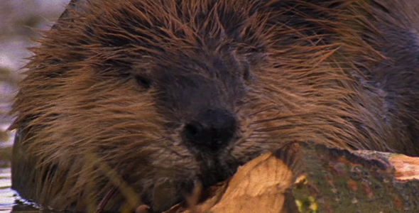 Beaver Eating a Tree Trunk Beaver Eating a Tree Trunk