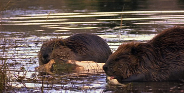Beaver Couple Beaver Couple