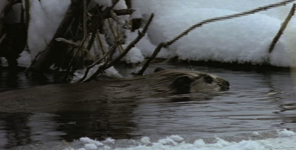Beaver in Winter Beaver in Winter