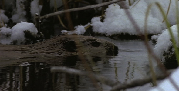 Beaver in Winter 2 Beaver in Winter 2