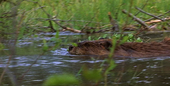 Beaver With Leafy Branch 2 Beaver With Leafy Branch 2