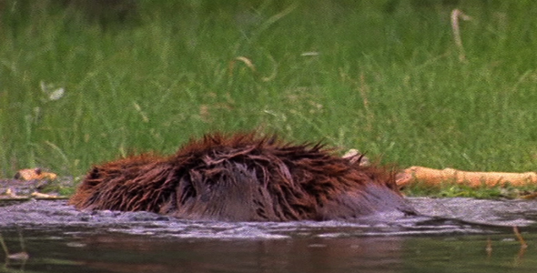 Beaver Inspecting Dam Beaver Inspecting Dam