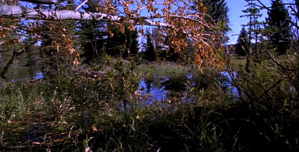 Quaking Aspen 0 Beaver 1 Quaking Aspen 0 Beaver 1