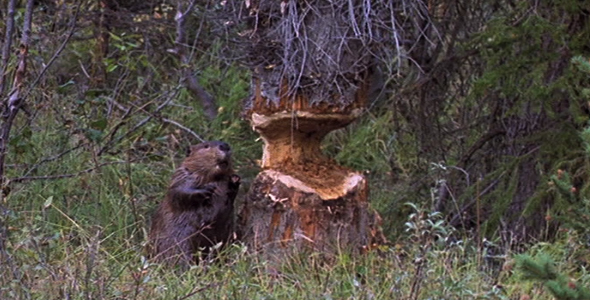 Beaver Chewing Tree 4 Beaver Chewing Tree 4
