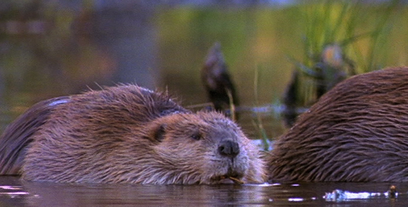 Beaver Family Beaver Family
