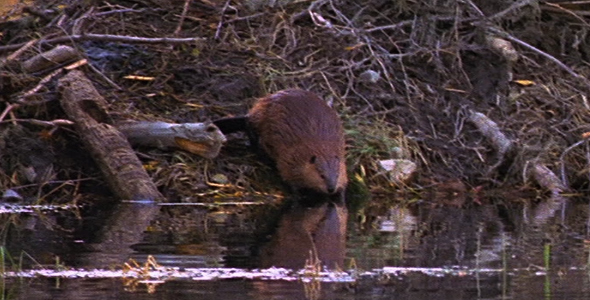 Beaver and Dam 2 Beaver and Dam 2