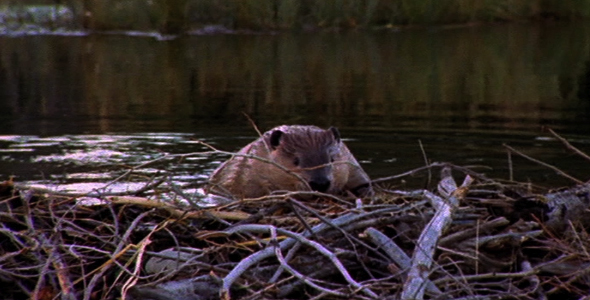 Beaver Patrol Beaver Patrol