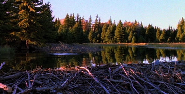 Scenic Pond With Beaver Scenic Pond With Beaver