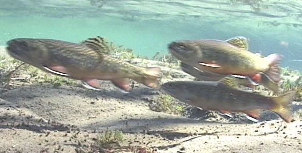 Brook Trout in Stream 3 Brook Trout in Stream 3
