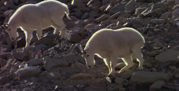 Billy Goats Walking Down a Mountain Billy Goats Walking Down a Mountain