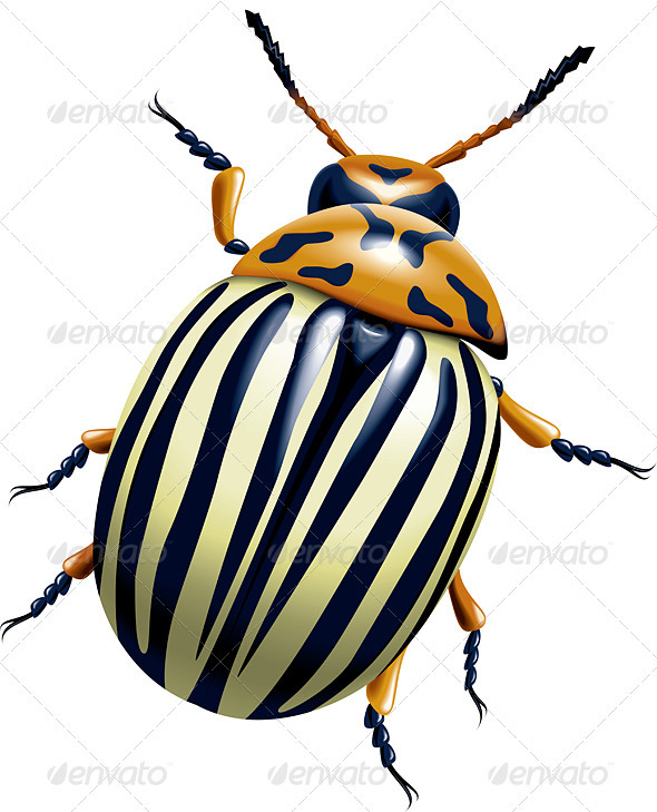 The Colorado Potato Beetle The Colorado Potato Beetle