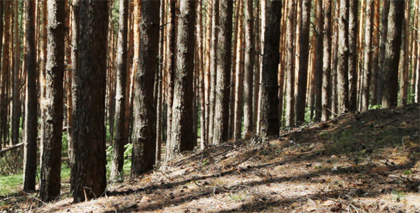 Sunny Day In A Pine Forest Sunny Day In A Pine Forest