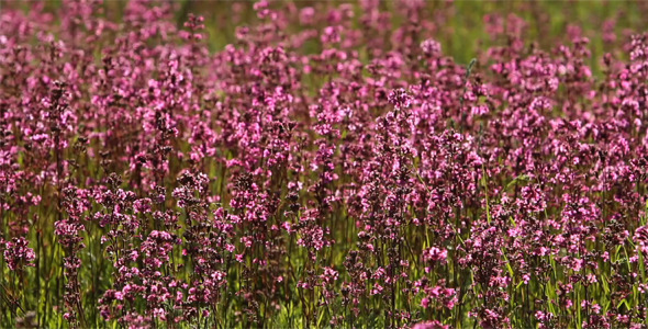 Purple Wildflowers in the Meadow Purple Wildflowers in the Meadow