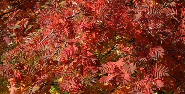 red mountain ash branches red mountain ash branches