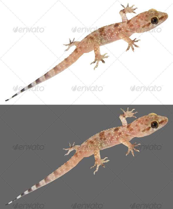 Gecko Gecko