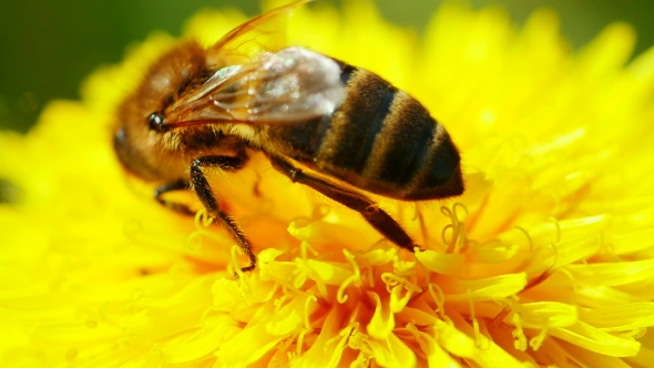Videohive Bee On Dandelion 16254027