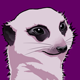purplemeerkat