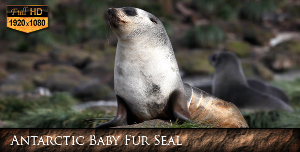 Antarctic Baby Fur Seal Antarctic Baby Fur Seal