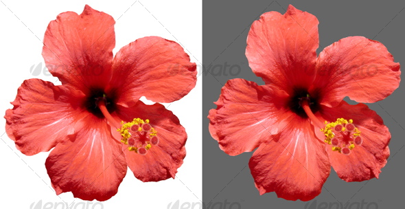 Red Hibiscus Flower Red Hibiscus Flower