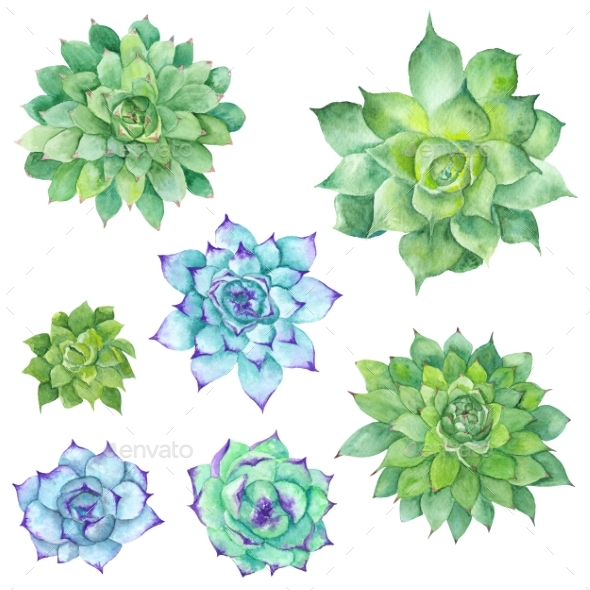 Watercolor Succulents Set