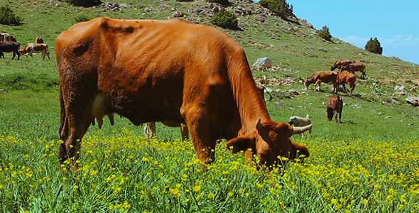 Cattle Farming by mkstock | VideoHive