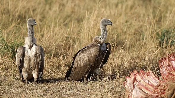 VideoHive Vultures on the African Plains 16953201 VideoHive Vultures on the African Plains 16953201