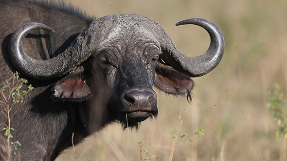 VideoHive African Cape Buffalo with Massive Horn 16964247 VideoHive African Cape Buffalo with Massive Horn 16964247