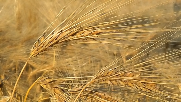 VideoHive Ripe Oats In The Field Agriculture And Rural Life The Harvest Of The Field 17016018 VideoHive Ripe Oats In The Field Agriculture And Rural Life The Harvest Of The Field 17016018