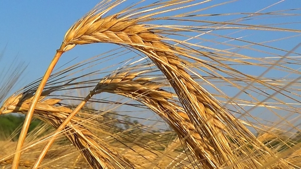 VideoHive Golden Ripe Ears Of Wheat Against The Sky 17016087 VideoHive Golden Ripe Ears Of Wheat Against The Sky 17016087