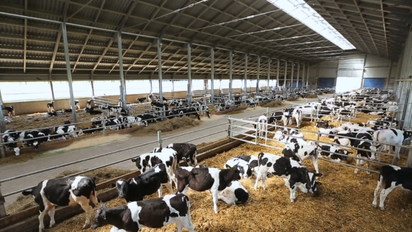 VideoHive Cows On Farm 17017153 VideoHive Cows On Farm 17017153