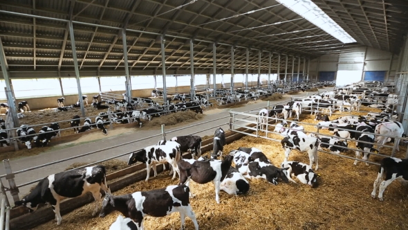 VideoHive The Cows On The Farm 17017158 VideoHive The Cows On The Farm 17017158