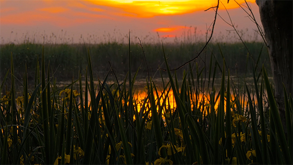 VideoHive Sunset at the Swamp 1 17017658 VideoHive Sunset at the Swamp 1 17017658