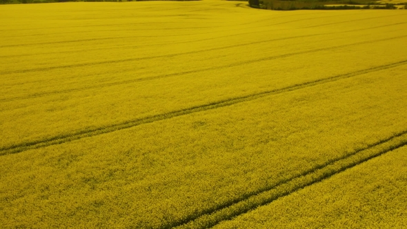 VideoHive Rural Landscape Yellow Rapeseed Field 17017762 VideoHive Rural Landscape Yellow Rapeseed Field 17017762