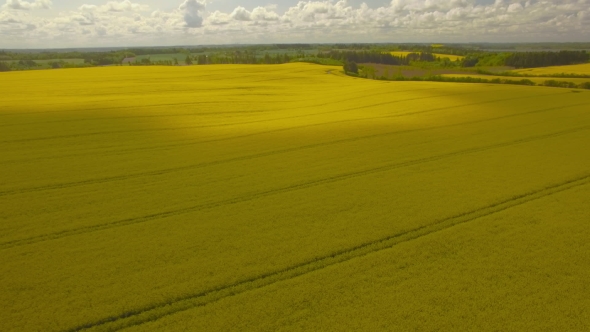 VideoHive Golden Yellow Rape Field 17017763 VideoHive Golden Yellow Rape Field 17017763