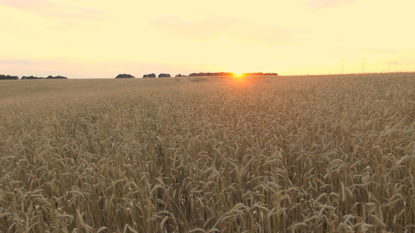 VideoHive Wheat Field 13 17031771 VideoHive Wheat Field 13 17031771