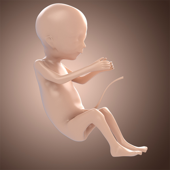 3DOcean 3D Fetus Model 17099424 3DOcean 3D Fetus Model 17099424