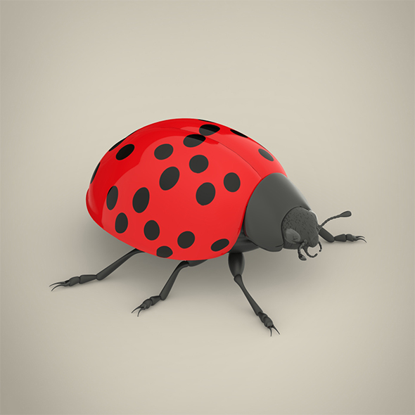 Gambar Ladybird » Dondrup.com